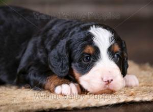 tri-colored mini bernedoodle near Chicago Illinois