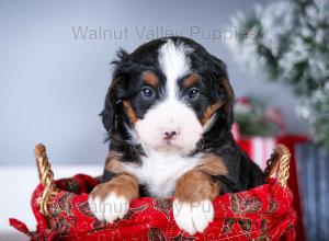 tri-colored mini bernedoodle near Chicago Illinois