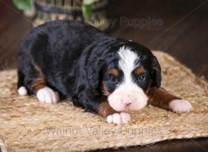 tri-colored mini bernedoodle near Chicago Illinois