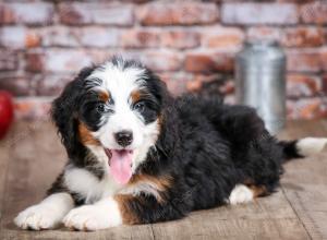 mini bernedoodle near Saint Louis MO