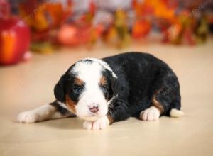 mini bernedoodle near Saint Louis MO