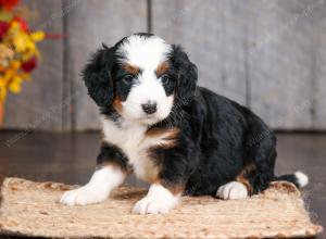 mini bernedoodle near Saint Louis MO