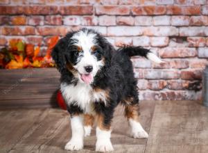 mini bernedoodle near Saint Louis MO