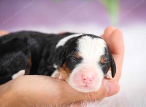 mini bernedoodle near Saint Louis MO