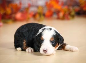 mini bernedoodle near Saint Louis MO