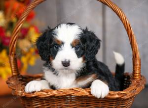 mini bernedoodle near Saint Louis MO