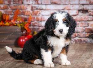 mini bernedoodle near Saint Louis MO