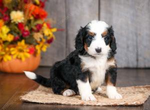 mini bernedoodle near Saint Louis MO