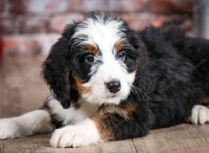 mini bernedoodle near Saint Louis MO