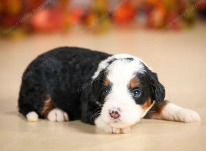 mini bernedoodle near Saint Louis MO