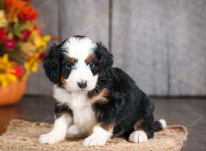 mini bernedoodle near Saint Louis MO