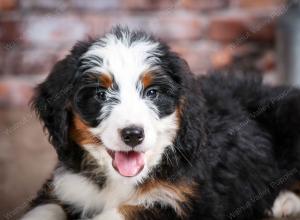 mini bernedoodle near Saint Louis MO