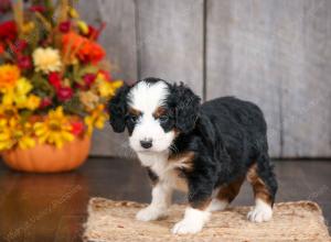 mini bernedoodle near Saint Louis MO