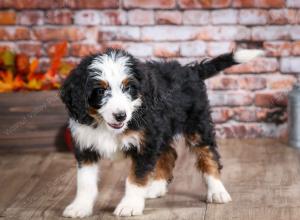 mini bernedoodle near Saint Louis MO