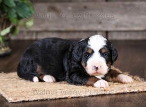 tri-colored mini bernedoodle near Chicago Illinois