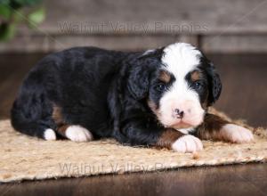 tri-colored mini bernedoodle near Chicago Illinois