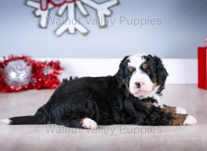 tri-colored mini bernedoodle near Chicago Illinois