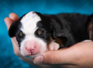 tri-colored mini bernedoodle near Chicago Illinois