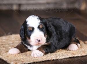 tri-colored mini bernedoodle near Chicago Illinois