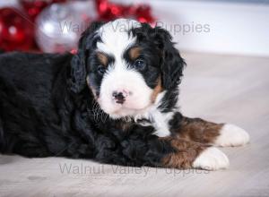 tri-colored mini bernedoodle near Chicago Illinois