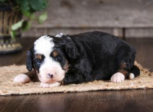 tri-colored mini bernedoodle near Chicago Illinois