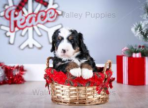 tri-colored mini bernedoodle near Chicago Illinois