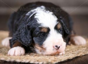 tri-colored mini bernedoodle near Chicago Illinois