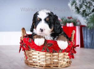 tri-colored mini bernedoodle near Chicago Illinois