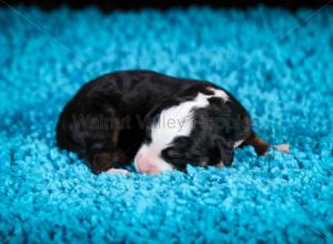 tri-colored mini bernedoodle near Chicago Illinois