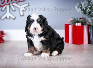 tri-colored mini bernedoodle near Chicago Illinois