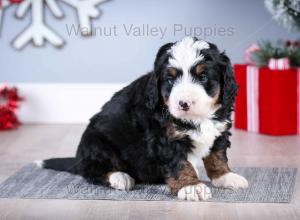 tri-colored mini bernedoodle near Chicago Illinois