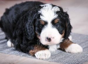 tri-colored mini bernedoodle near Chicago Illinois