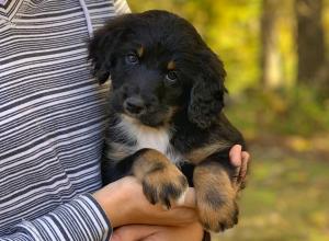 tri-colored standard bernedoodle near Chicago Illinois