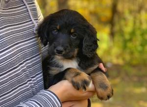 tri-colored standard bernedoodle near Chicago Illinois