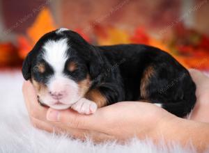 tri-colored male mini bernedoodle near Chicago Illinois