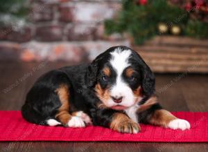 tri-colored male mini bernedoodle near Chicago Illinois