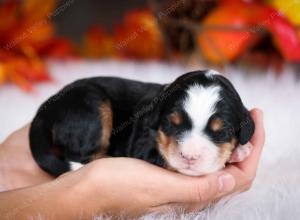 tri-colored male mini bernedoodle near Chicago Illinois