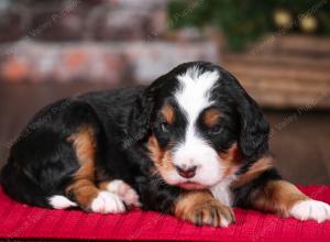 tri-colored male mini bernedoodle near Chicago Illinois