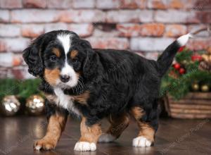 tri-colored male mini bernedoodle near Chicago Illinois