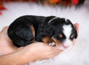 tri-colored male mini bernedoodle near Chicago Illinois