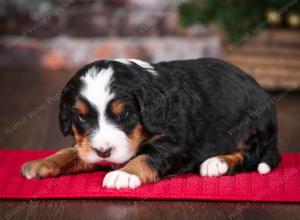 tri-colored male mini bernedoodle near Chicago Illinois