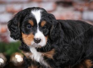 tri-colored male mini bernedoodle near Chicago Illinois