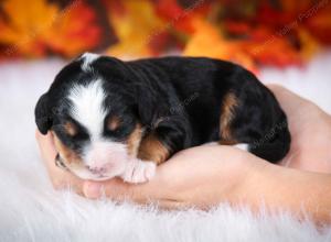 tri-colored male mini bernedoodle near Chicago Illinois