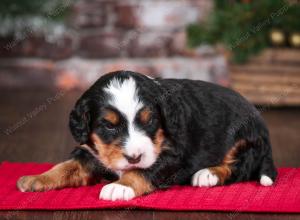 tri-colored male mini bernedoodle near Chicago Illinois