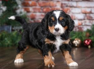 tri-colored male mini bernedoodle near Chicago Illinois