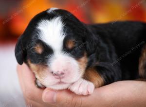 tri-colored male mini bernedoodle near Chicago Illinois