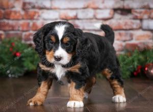 tri-colored male mini bernedoodle near Chicago Illinois