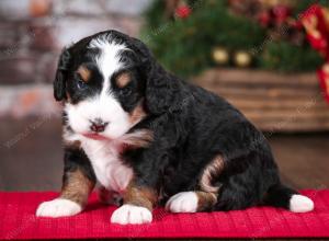 tri-colored female mini bernedoodle near Chicago Illinois