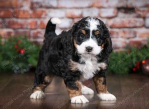 tri-colored female mini bernedoodle near Chicago Illinois