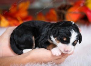 tri-colored female mini bernedoodle near Chicago Illinois